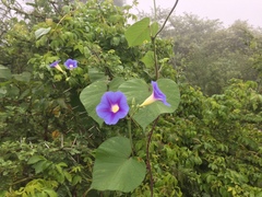 Ipomoea parasitica