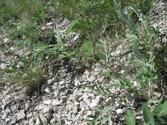 Psephellus daghestanicus