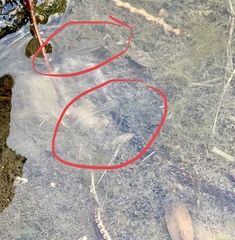 Gambusia affinis