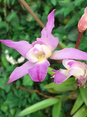 Laelia autumnalis