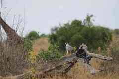 Melierax poliopterus