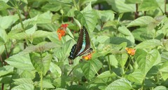 Graphium teredon