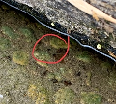 Gambusia affinis