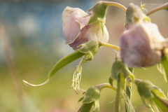 Lathyrus latifolius