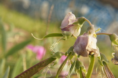 Lathyrus latifolius