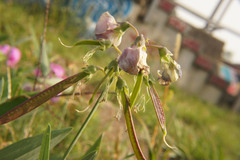 Lathyrus latifolius