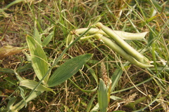 Lathyrus latifolius