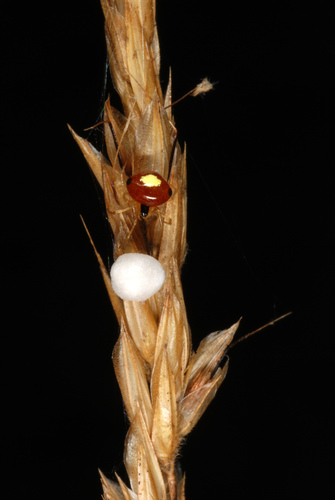 Emerton's Bitubercled Cobweaver