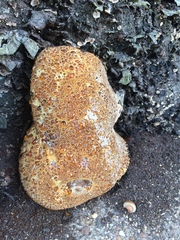 Pseudoinonotus