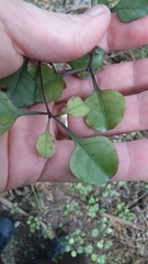 Coprosma arborea