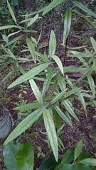 Corokia buddleioides