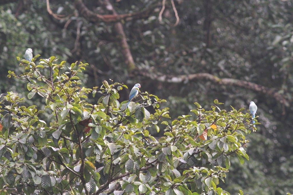 Blue-winged Parakeet