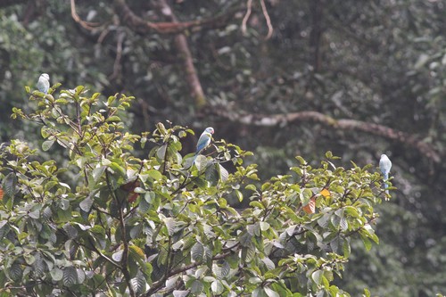 Blue-winged Parakeet