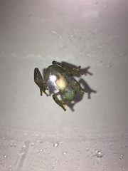 Rulyrana flavopunctata