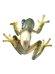 Rulyrana flavopunctata