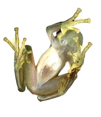 Rulyrana flavopunctata