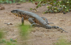 Tupinambis teguixin