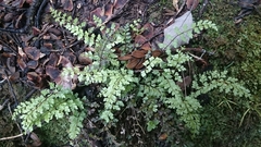 Lindsaea trichomanoides