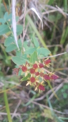 Hypericum tetrapterum
