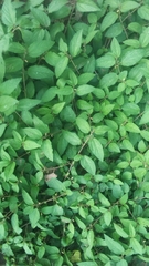 Magnoliopsida