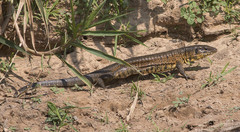 Tupinambis teguixin
