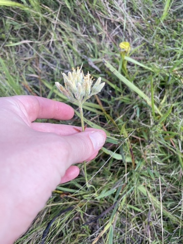 Lachnanthes caroliana, photograph 2