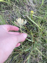 Lachnanthes caroliana, photograph Jessica, CC BY, iNaturalist via GBIF