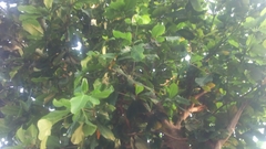 Magnoliopsida