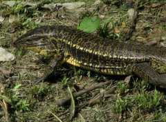 Tupinambis teguixin