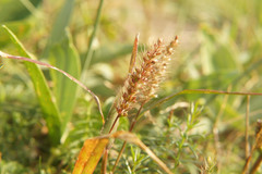 Setaria viridis