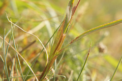 Setaria viridis