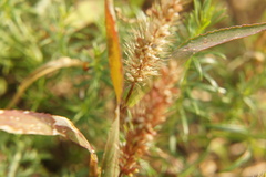 Setaria viridis