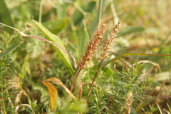 Setaria viridis