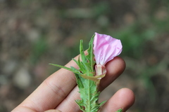 Oenothera kunthiana