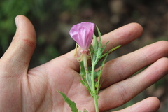 Oenothera kunthiana