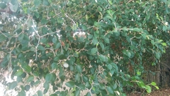 Magnoliopsida