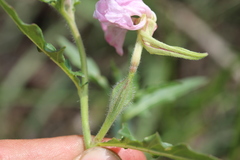 Oenothera kunthiana