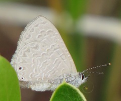 Pseudonacaduba sichela sichela