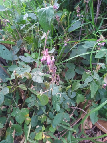 Desmodium intortum iNat (2)