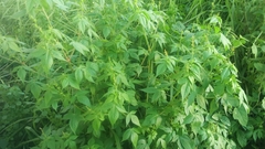 Magnoliopsida