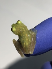 Ghost Glass Frog photo 3