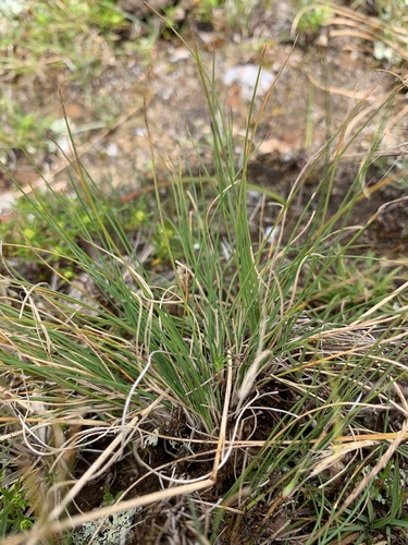 Piptochaetium brevicalyx