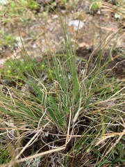 Piptochaetium brevicalyx