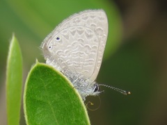 Pseudonacaduba sichela sichela