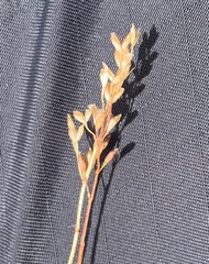 Piptochaetium brevicalyx