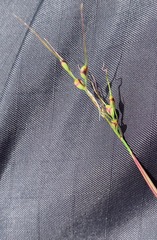 Piptochaetium brevicalyx