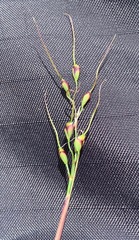 Piptochaetium brevicalyx