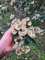 Pomaderris hamiltonii