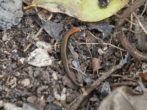 Rainforest Litter-skink, Lygisaurus laevis
