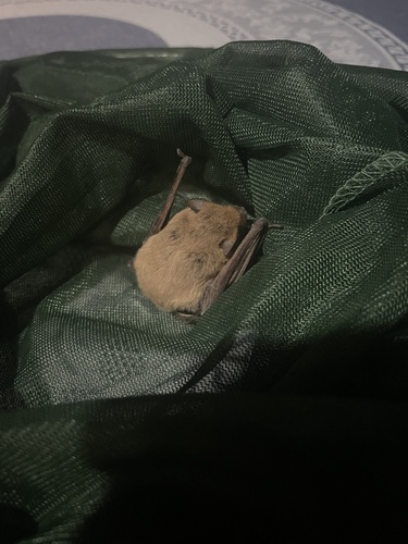 Kuhl's Pipistrelle (Pipistrellus kuhlii)